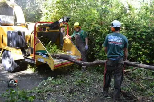 tree services Fredericksburg